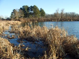 marsh grass and water are in the foreground of this small pond