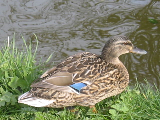 a duck on the side of a river next to a body of water