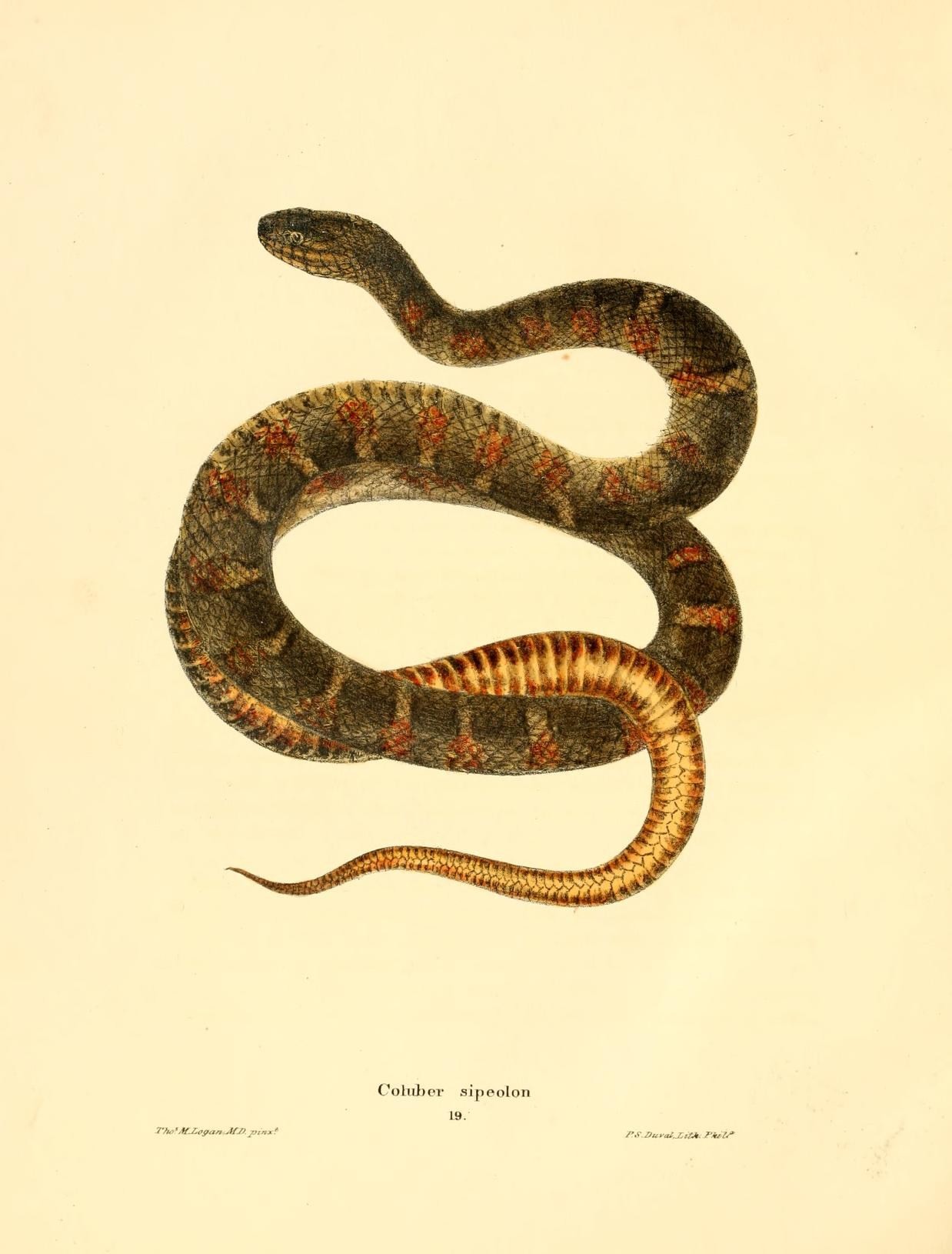 a snake is curled up in an old style drawing