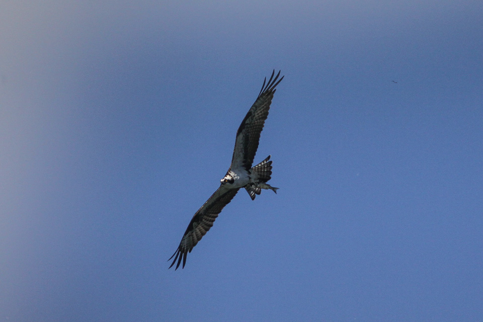 a big bird that is flying in the sky