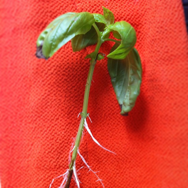 a close up of a red towel with a plant on top