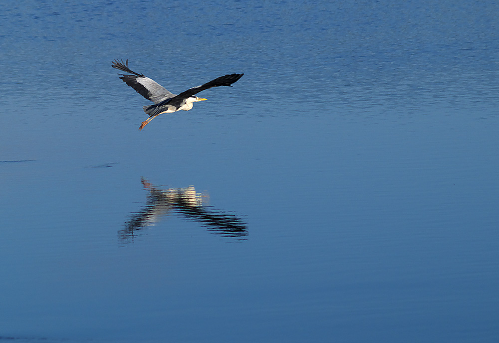 a bird flying through the air above water