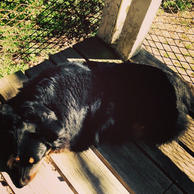 black dog lying on wooden deck near bush and fence