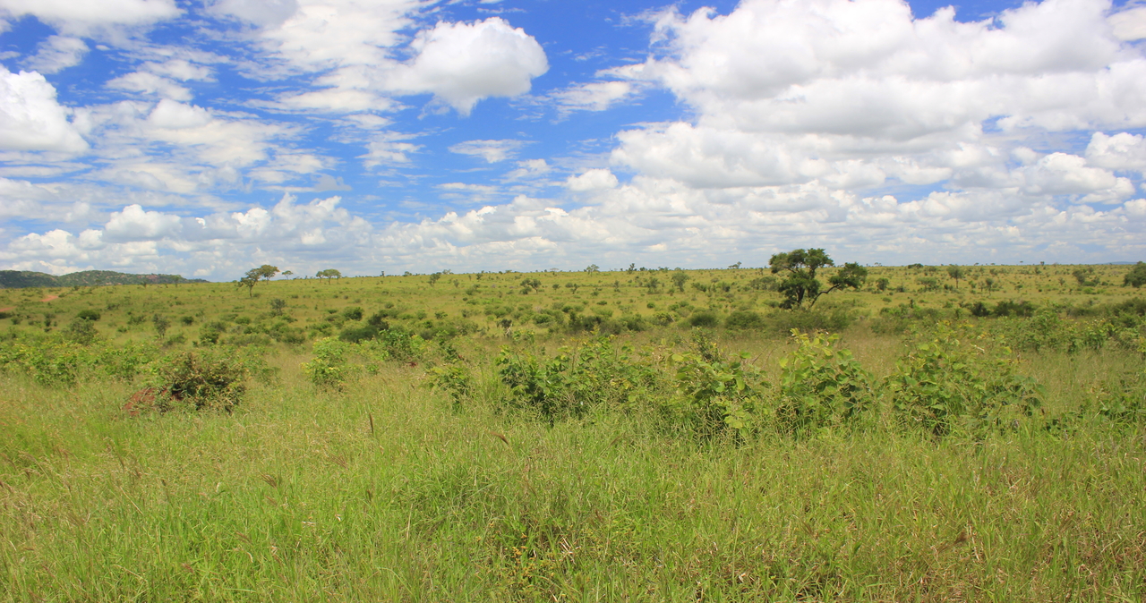 there is a lush green field with a sky background