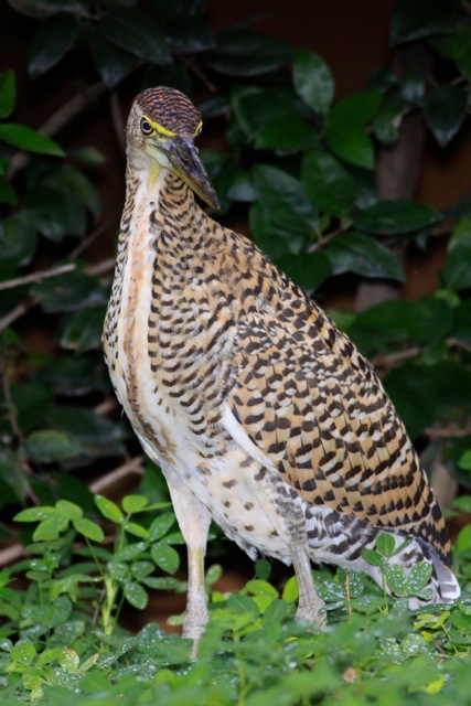 an image of a large bird that is standing in the grass