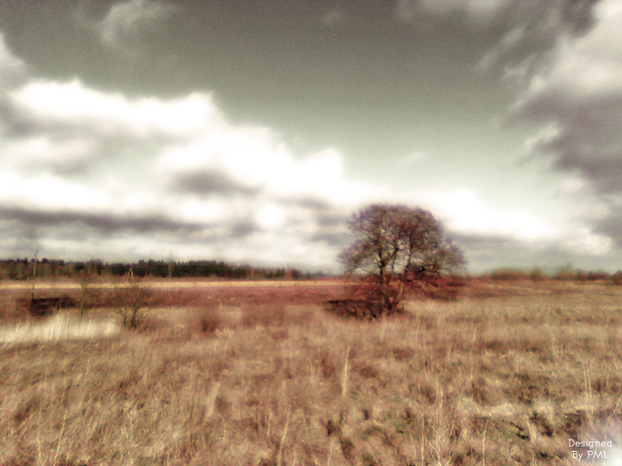 an old pograph of a tree in the middle of a field