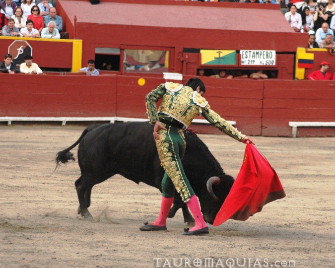 a bull with its head thrown away by a rider