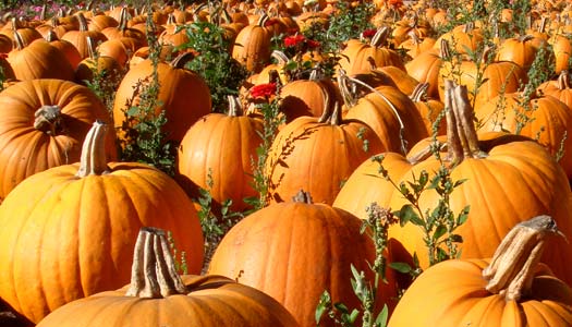 a large number of pumpkins with some wilted ones