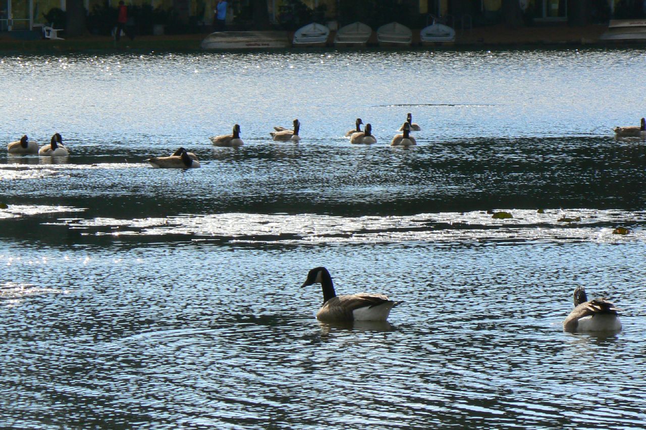 several ducks and swans swimming near each other
