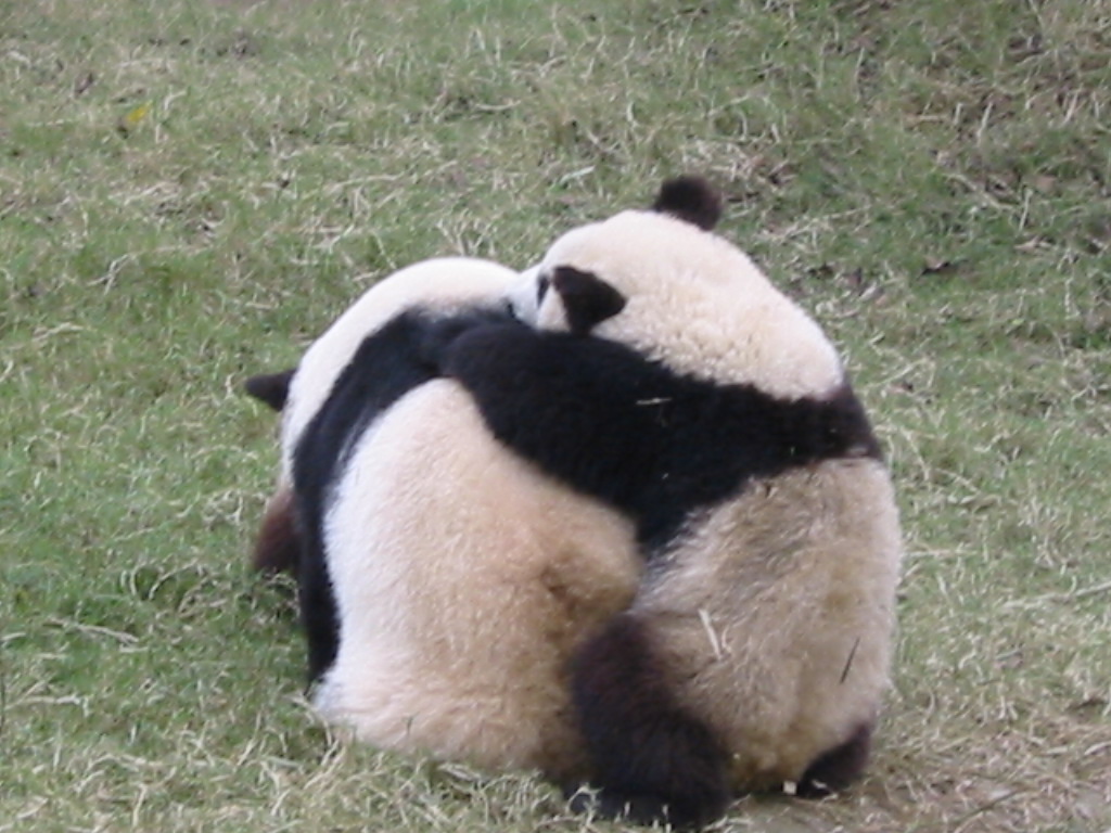 two large panda bears sit together in the grass