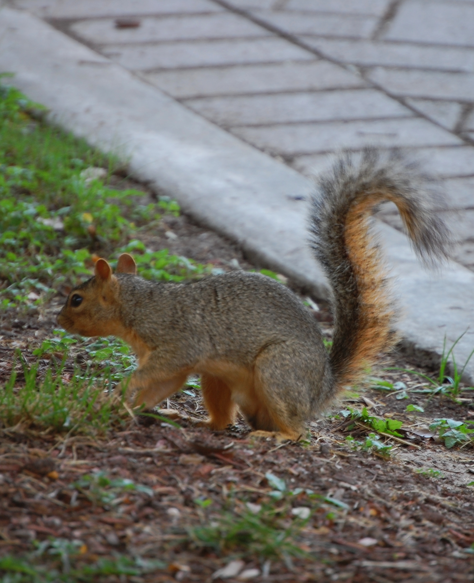 a gray squirrel standing on grass and dirt with sidewalk nearby
