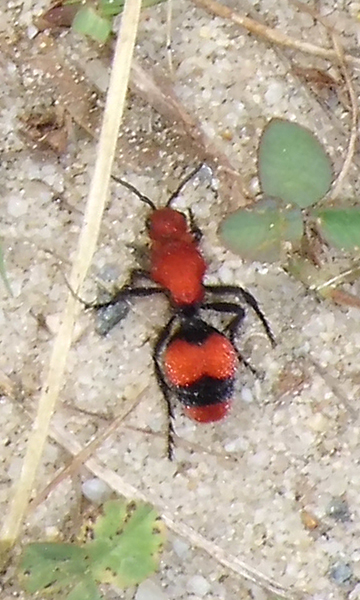 two small red bugs sitting on top of cement