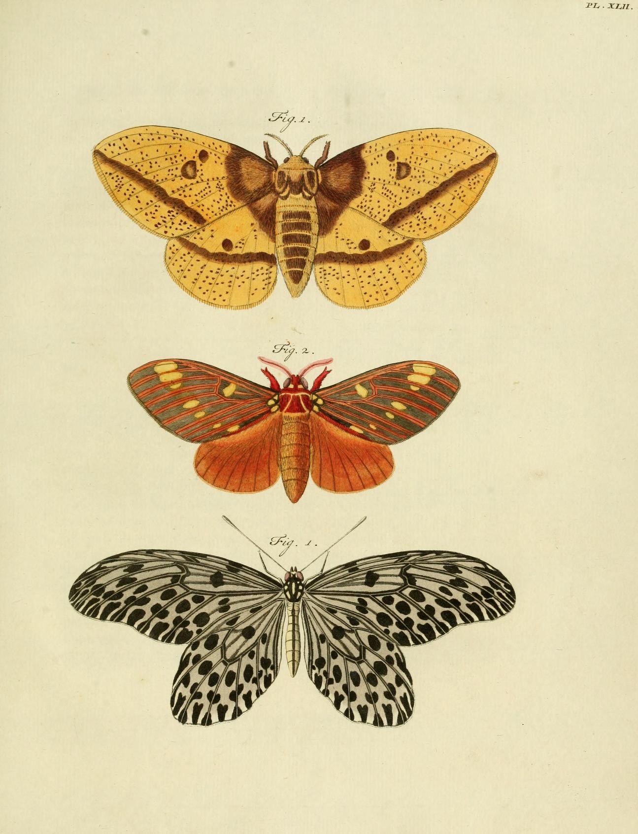 the moths in three different stages of flight