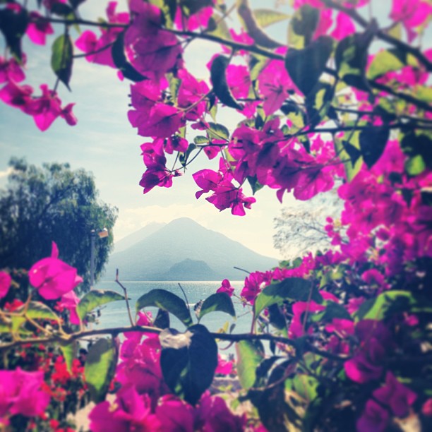 view through a vine at the ocean and pink flowers