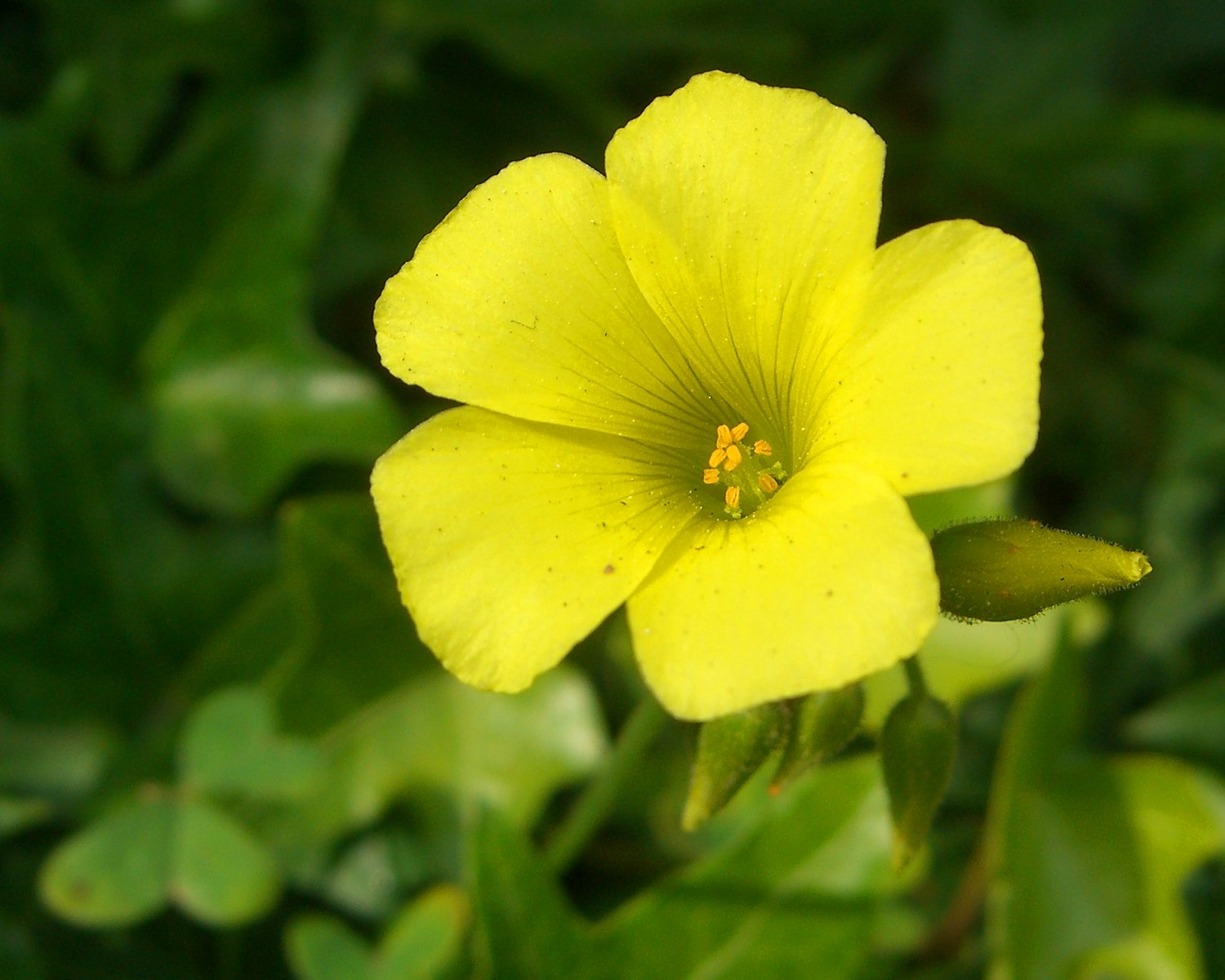 yellow flower in front of some green foliage