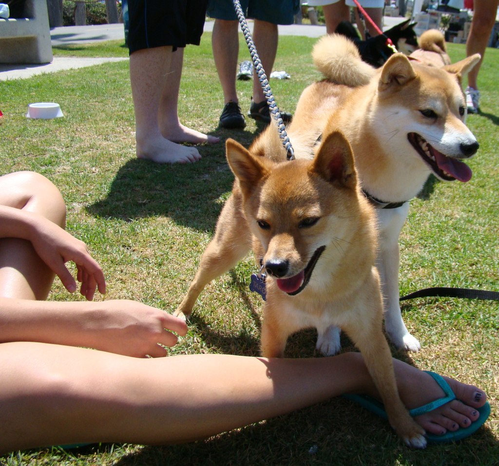 there are two dogs standing on some legs