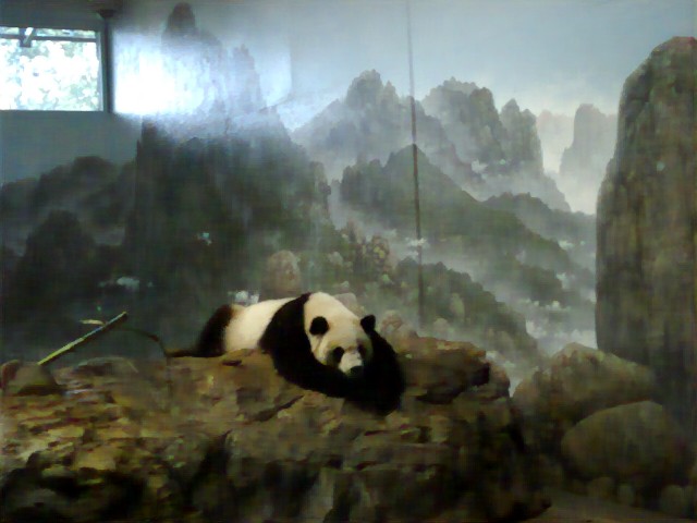 a panda bear is laying on some rocks near a painting