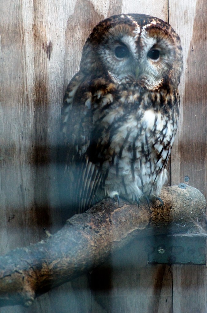 an owl is sitting on the nch of a tree