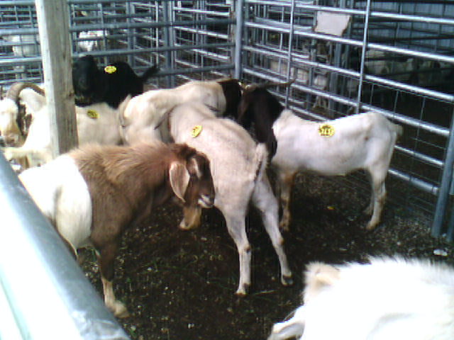 a herd of goats in an enclosed area with a number of labels on the ear