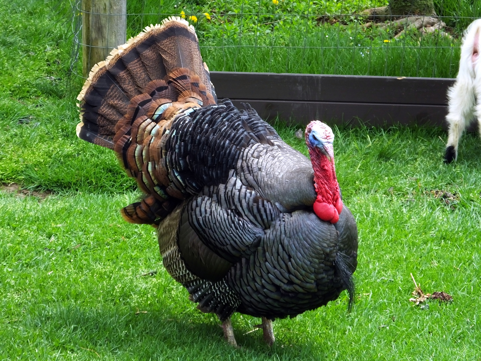 a large turkey walks in the grass