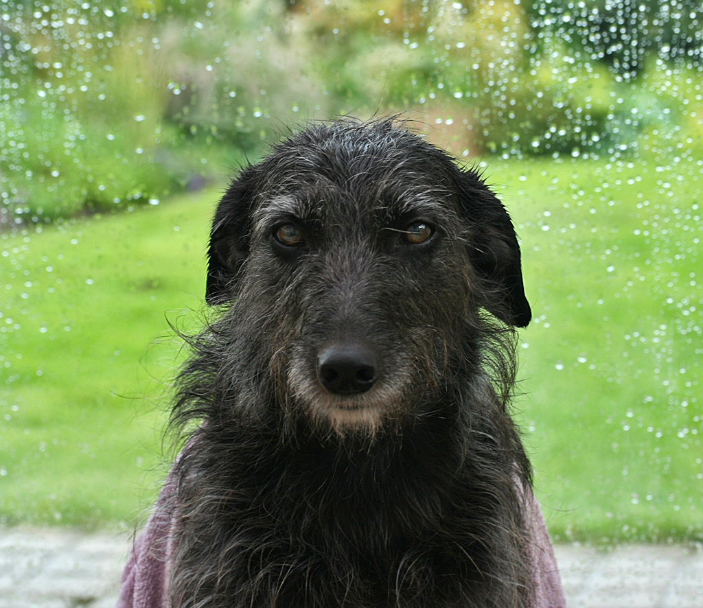 the black dog is standing in the rain
