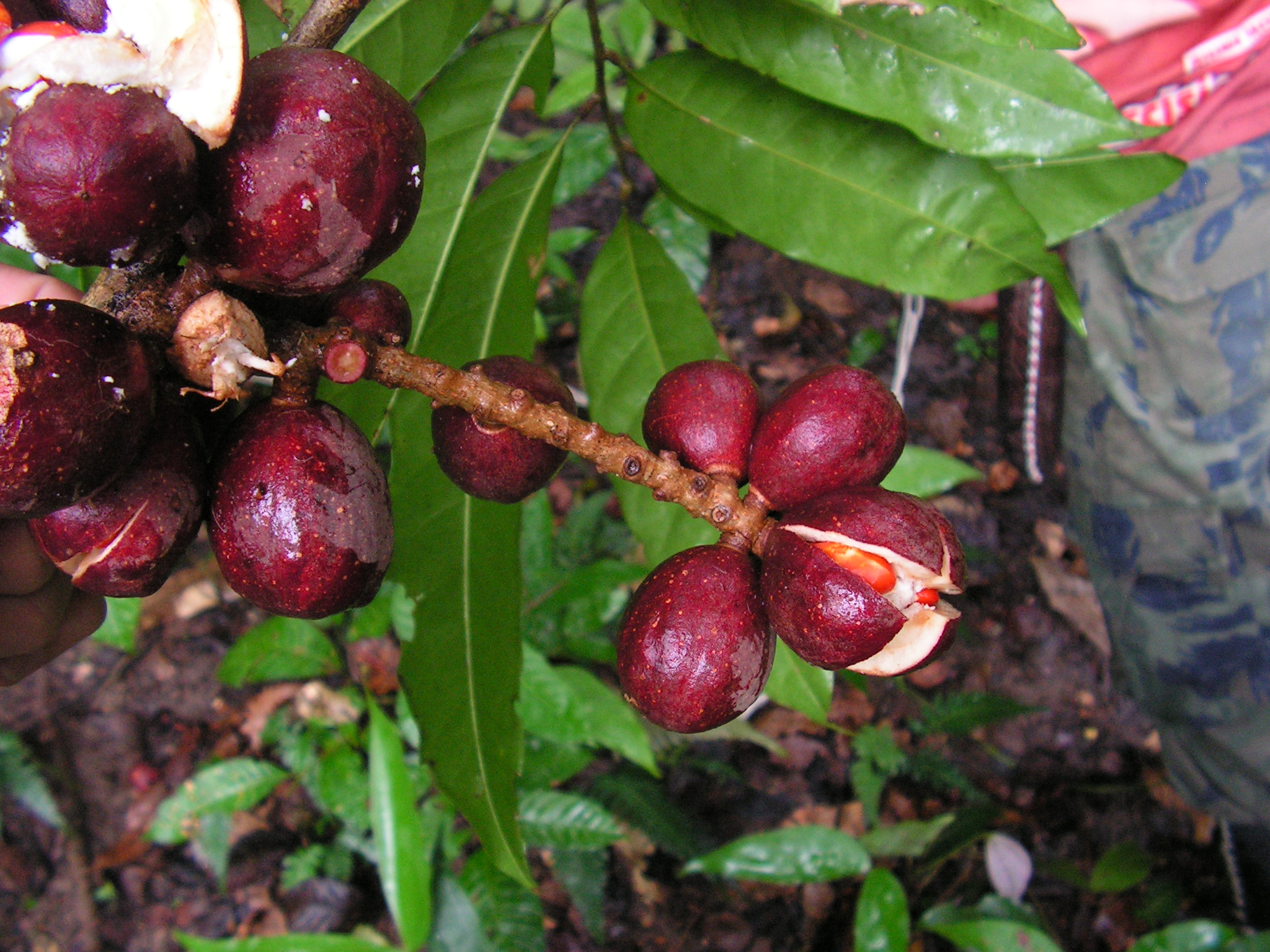 the fruit has many flowers on it and some leaves