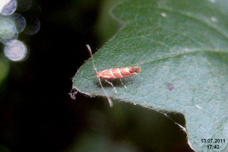 a bug is laying on a leaf in the daytime