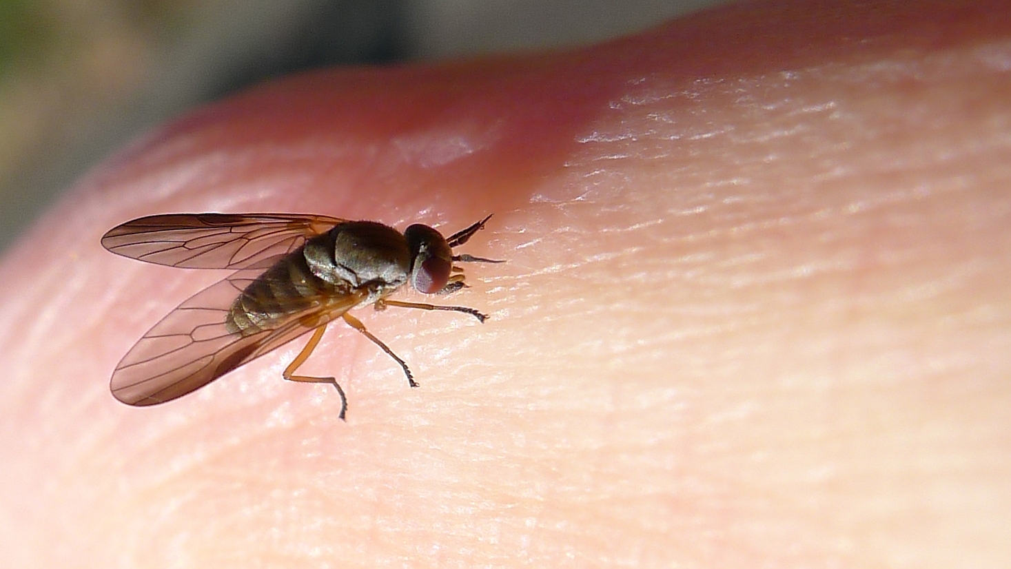 a fly sits on a human skin to see its presence