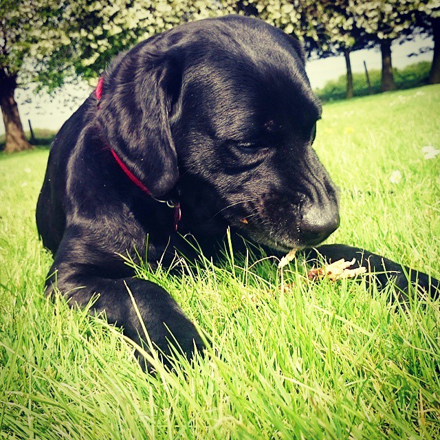 a black dog with a collar is laying on the grass