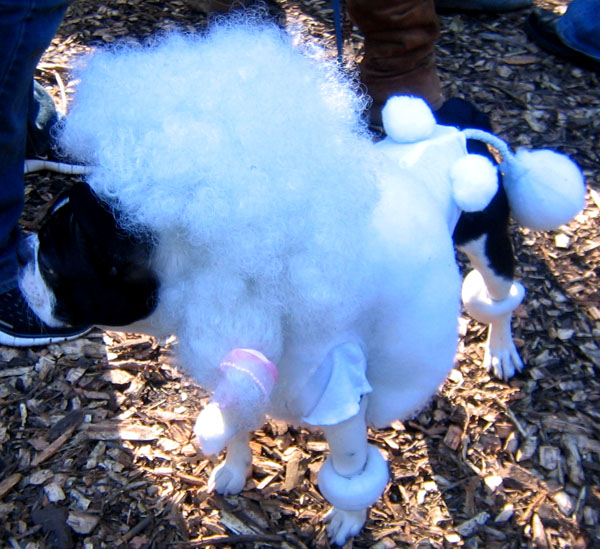 a white toy dog with a large pile of wool