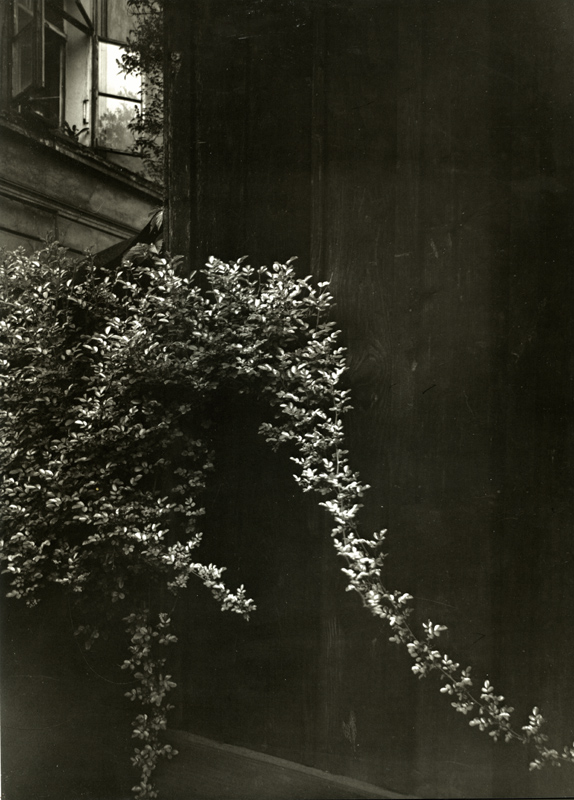 the top of a shrub on the side of a building