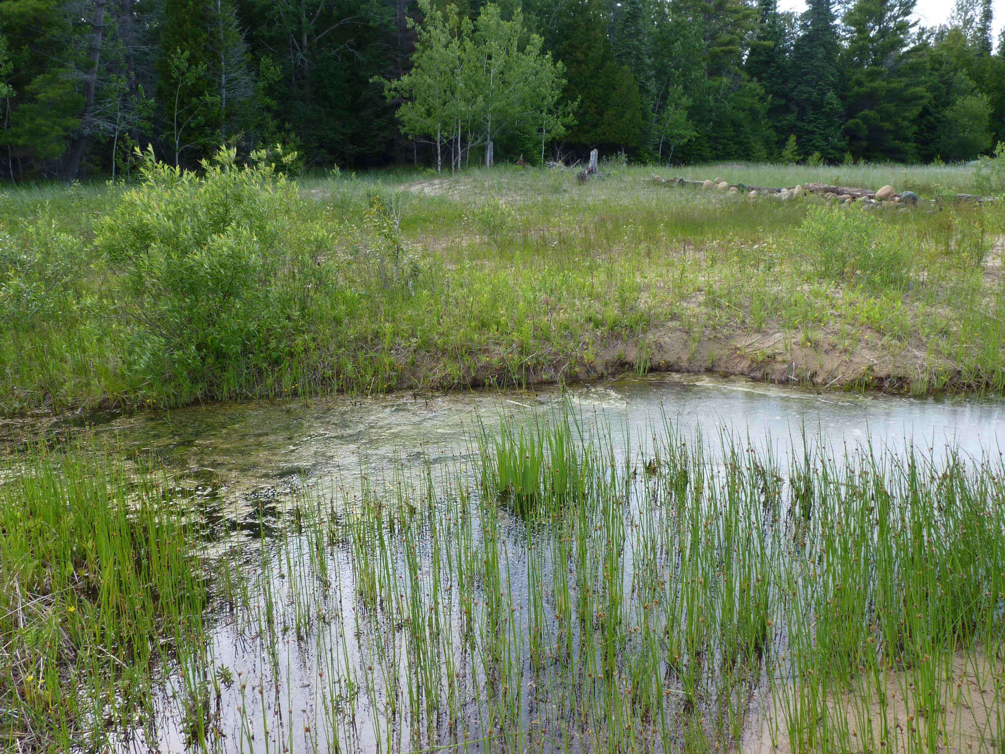 an area with several patches of water and trees