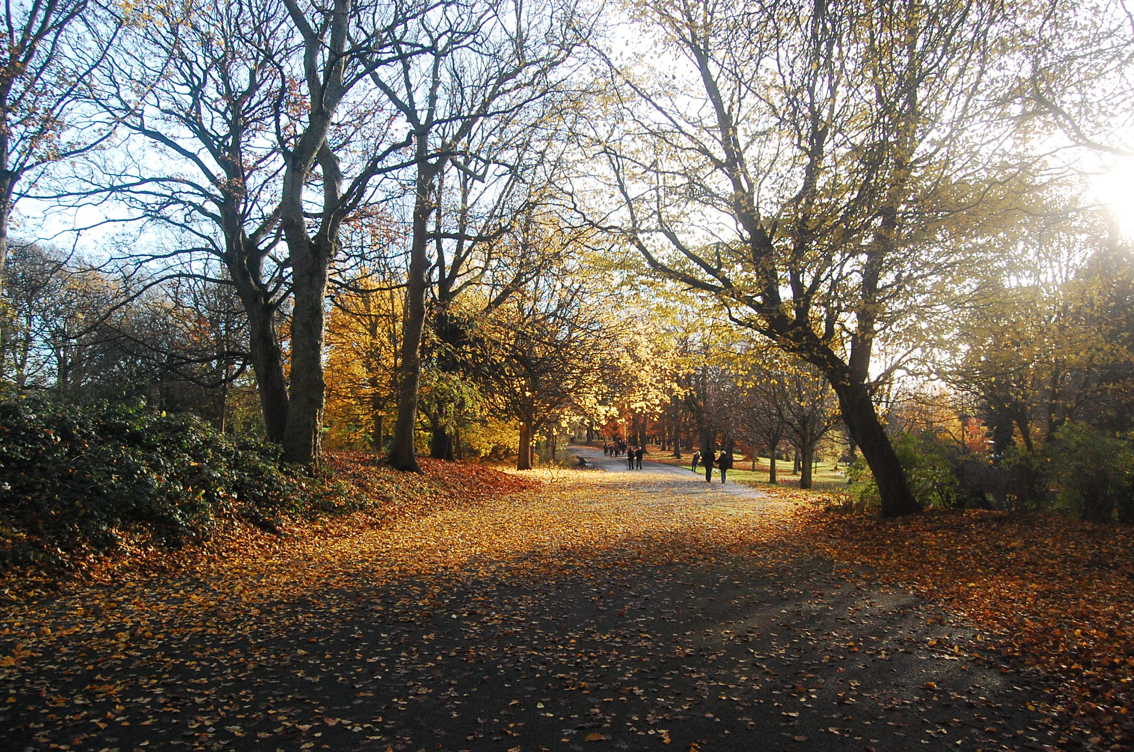 a road in the park surrounded by trees