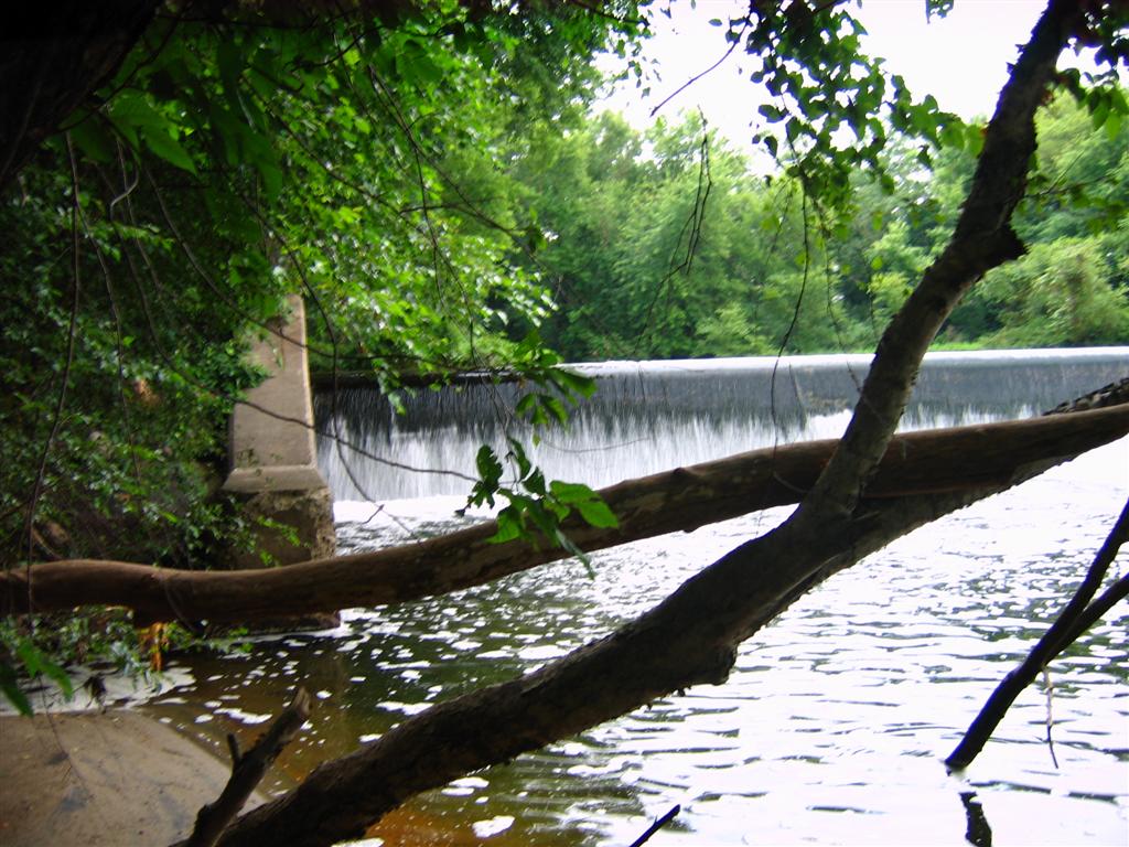 trees near water with bridge in background