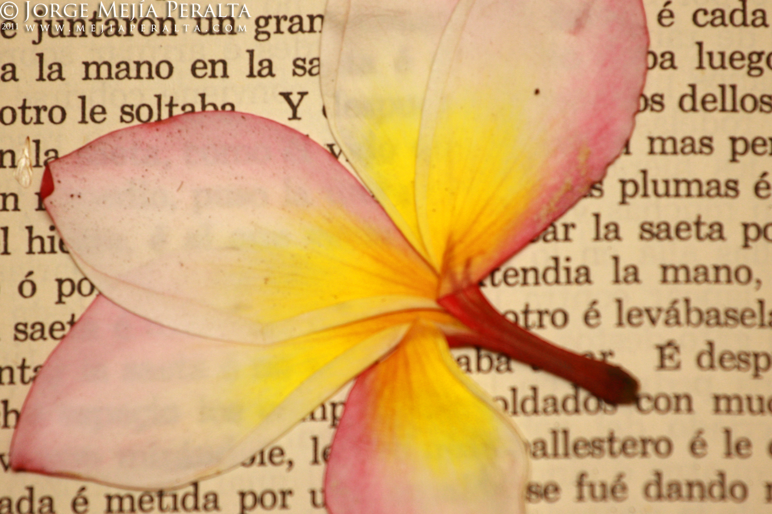 a flower is sitting on the newspaper