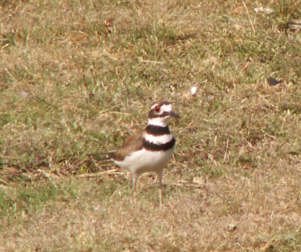 a small bird standing on the ground