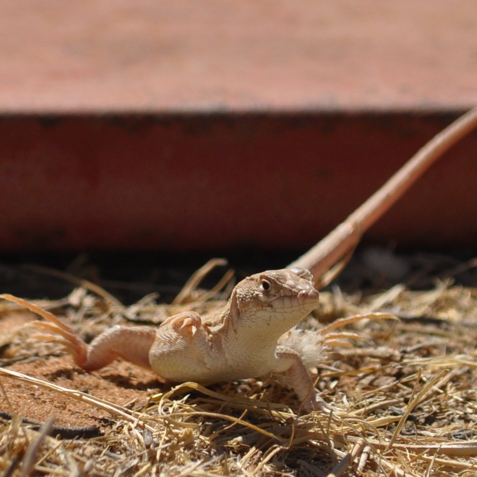 a lizard on the ground and looking at soing