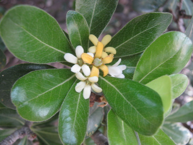 a small green leaf with yellow and white flowers