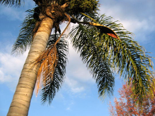 palm tree with green leaves and white frisbees
