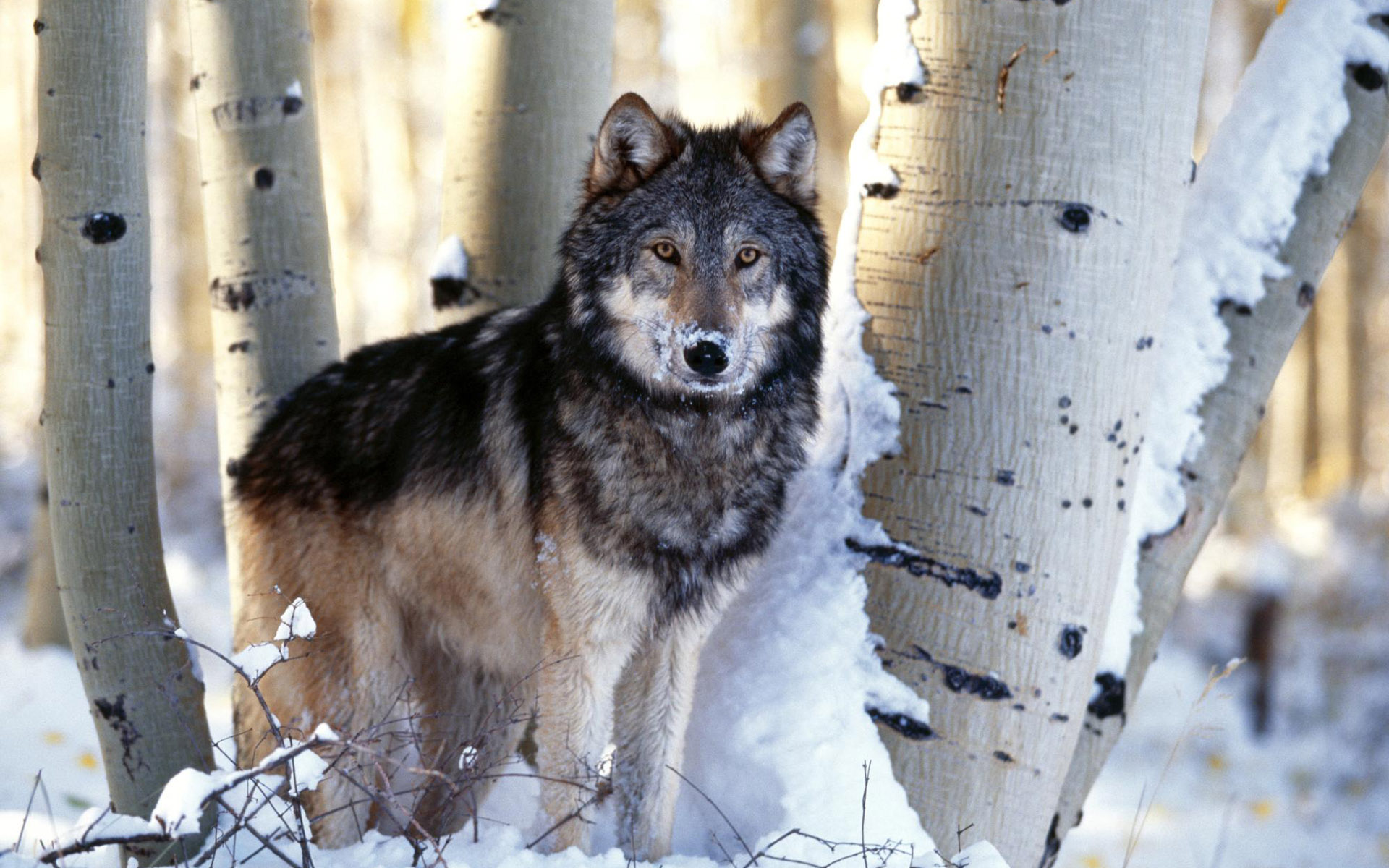 wolf standing by some snow on the ground near trees