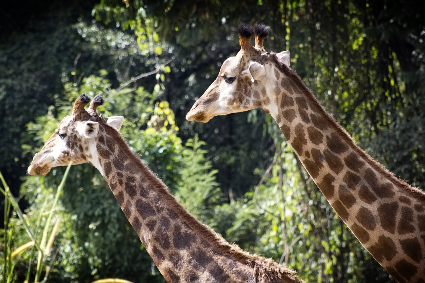 two giraffes standing near some tall vegetation