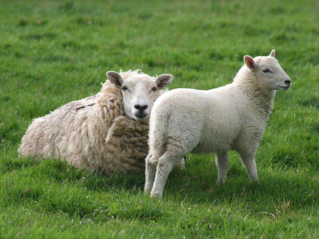 two lambs with a young sheep in a grassy field