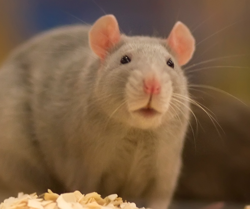 a very cute looking rat by a bowl of food