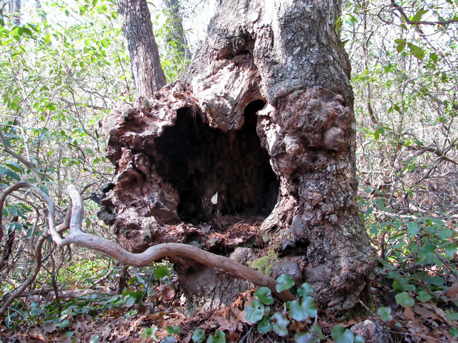 an old tree has been rotting in the woods