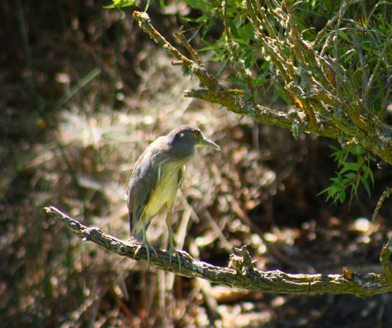 a bird sitting on a nch outside near some green plants