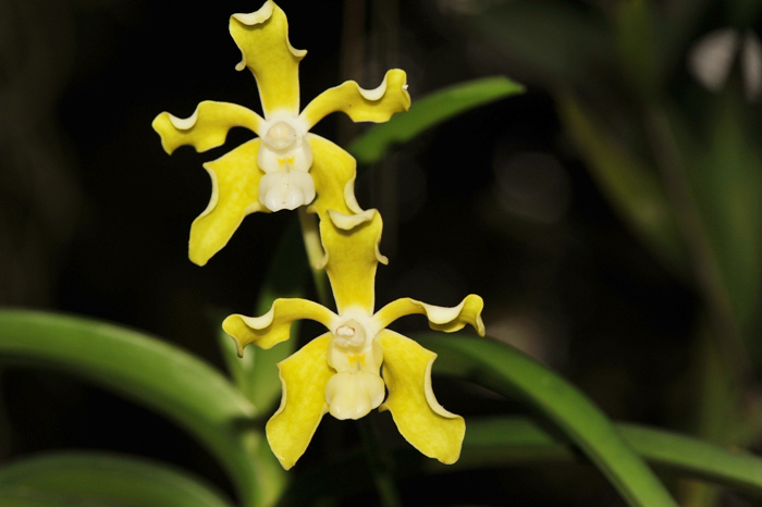two yellow orchids with green leaves in the background