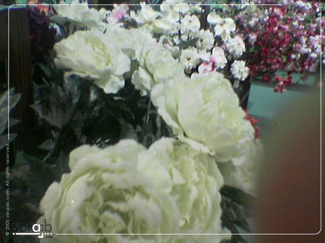 a large assortment of white flowers for sale