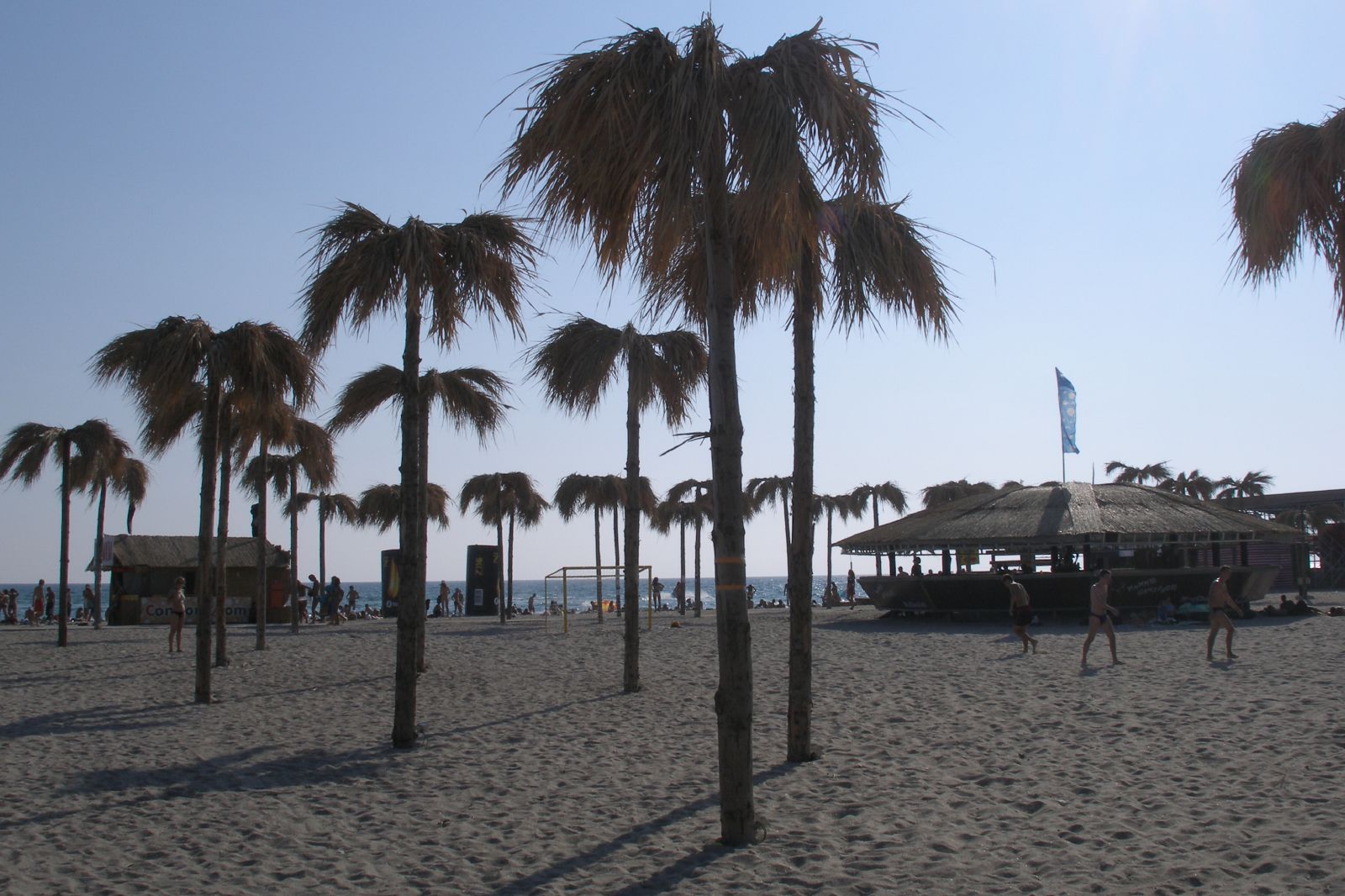 many palm trees are standing on a sandy beach
