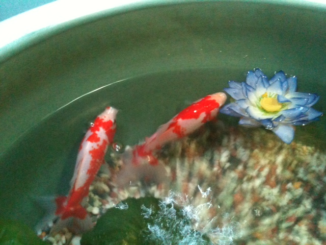 fish are swimming around in the water next to a flower