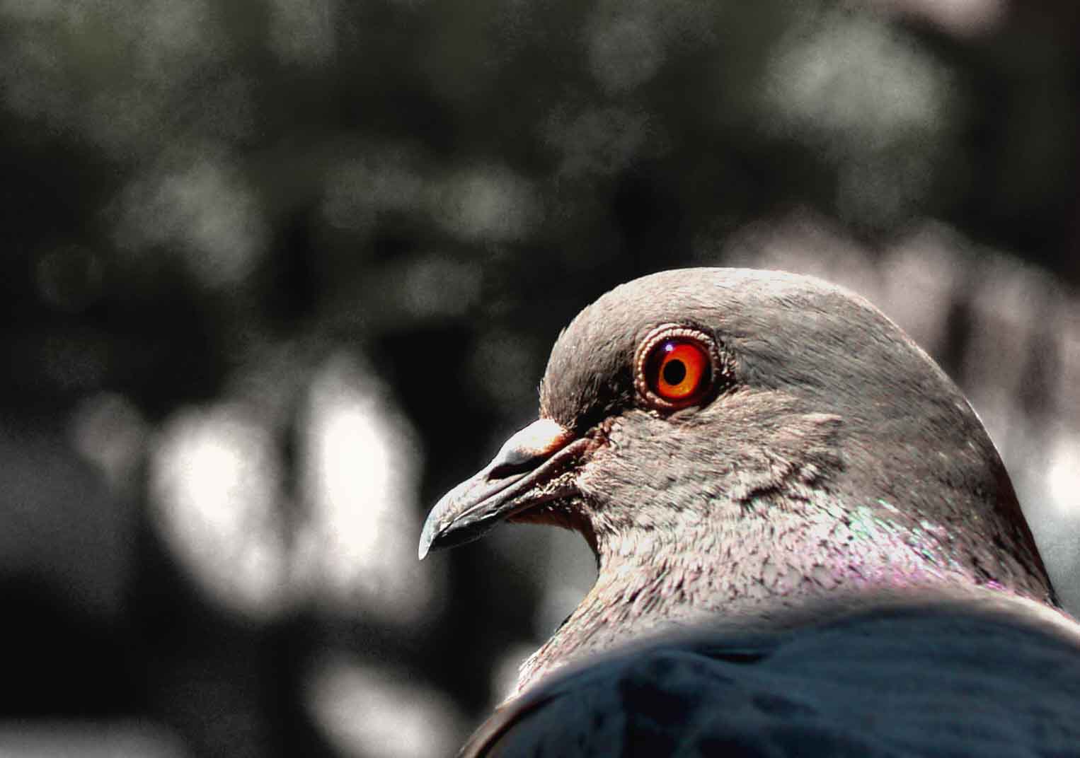 a pigeon standing in the sun with his red eyes